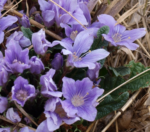 Mandragora autumnalis